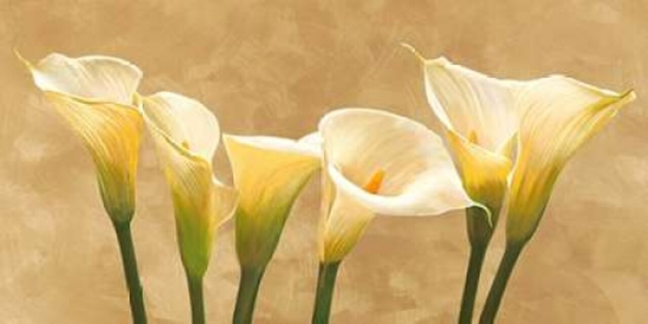 Calle bianche Poster Print by Serena Biffi - Item # VARPDX2SE807